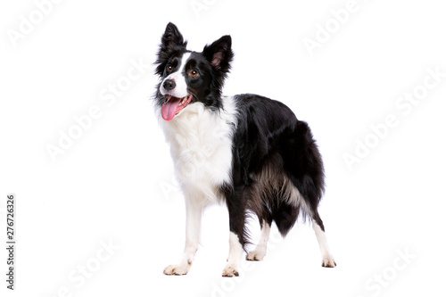 Print op canvas black and white border collie dog