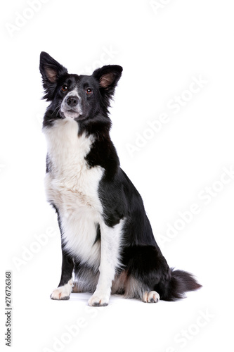 black and white border collie dog © Erik Lam