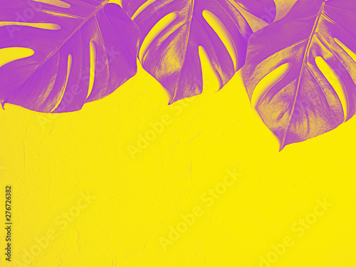 Beautiful purple monstera leaves on yellow background, copy space.