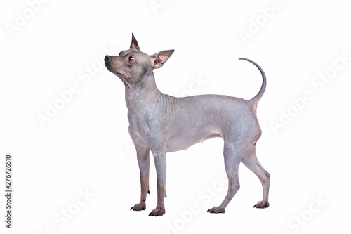 American Hairless Terrier