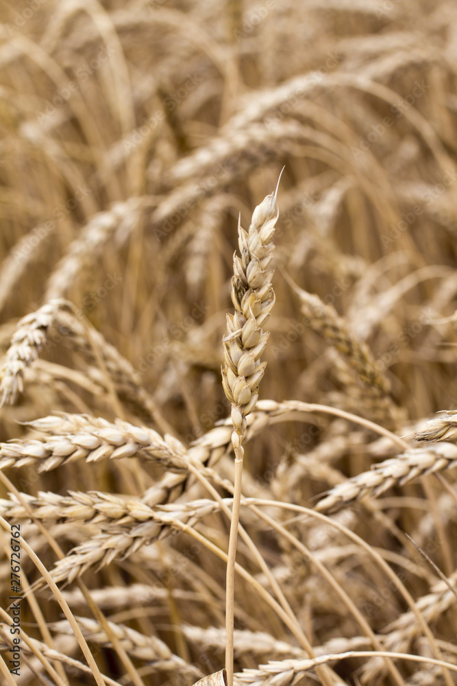 Fototapeta premium Wheat spikelets in the field close-up.