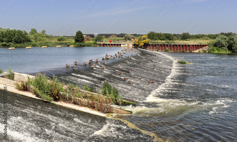 Canada Geese feeding on a weir on the Jubilee River in England