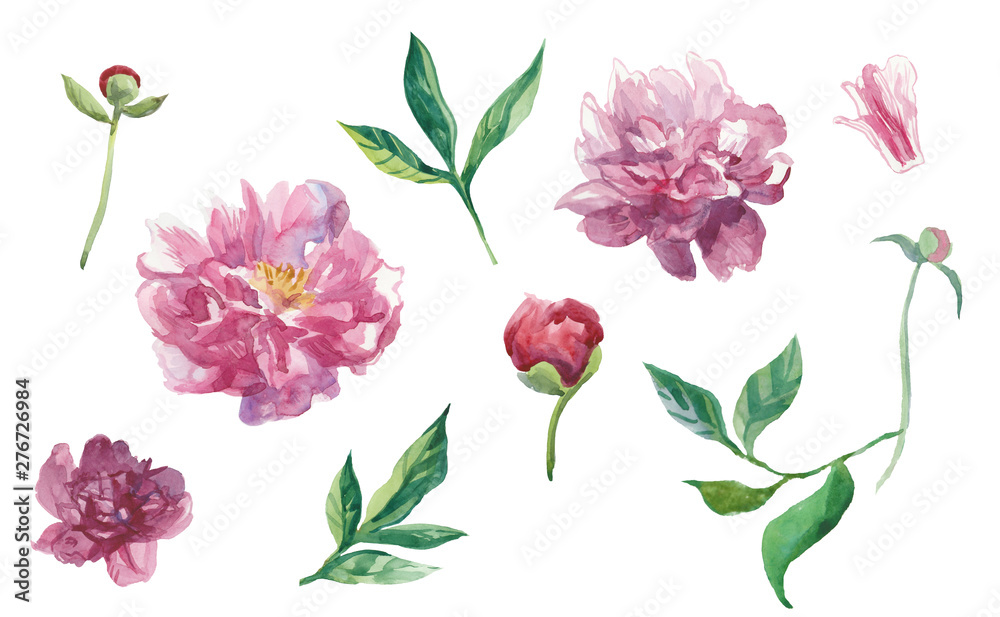 Set of watercolor peonies with leaves and buds.