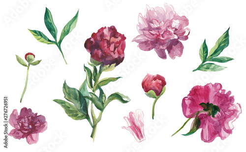 Set of watercolor peonies with leaves and buds.