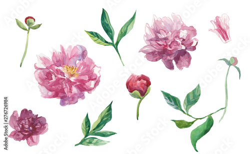 Set of watercolor peonies with leaves and buds.