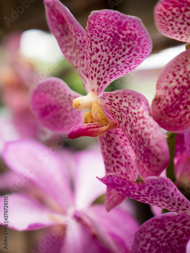 purple colored orchid 