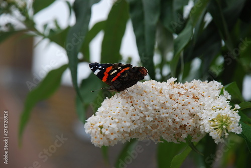 Photos Amazing Butterflies on Butterfly-bush