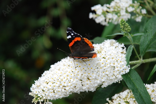 Amazing Butterflies on Butterfly-bush