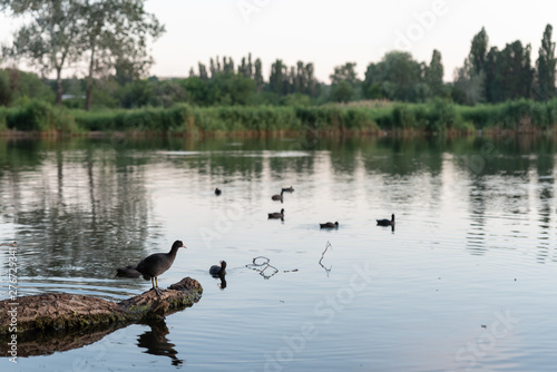 duck water nature