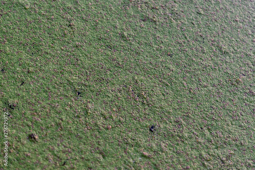 green nature texture
