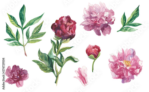 Set of watercolor peonies with leaves and buds. © Мария Минина