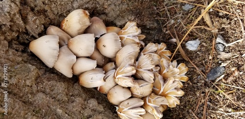 fresh mushrooms in the garden