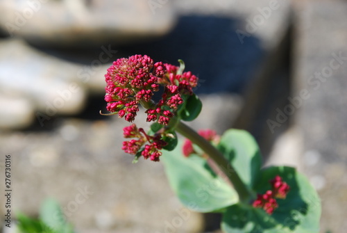 Flowesr in the Hortus garden photo