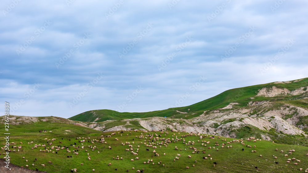 A flock of sheep on the mountainside