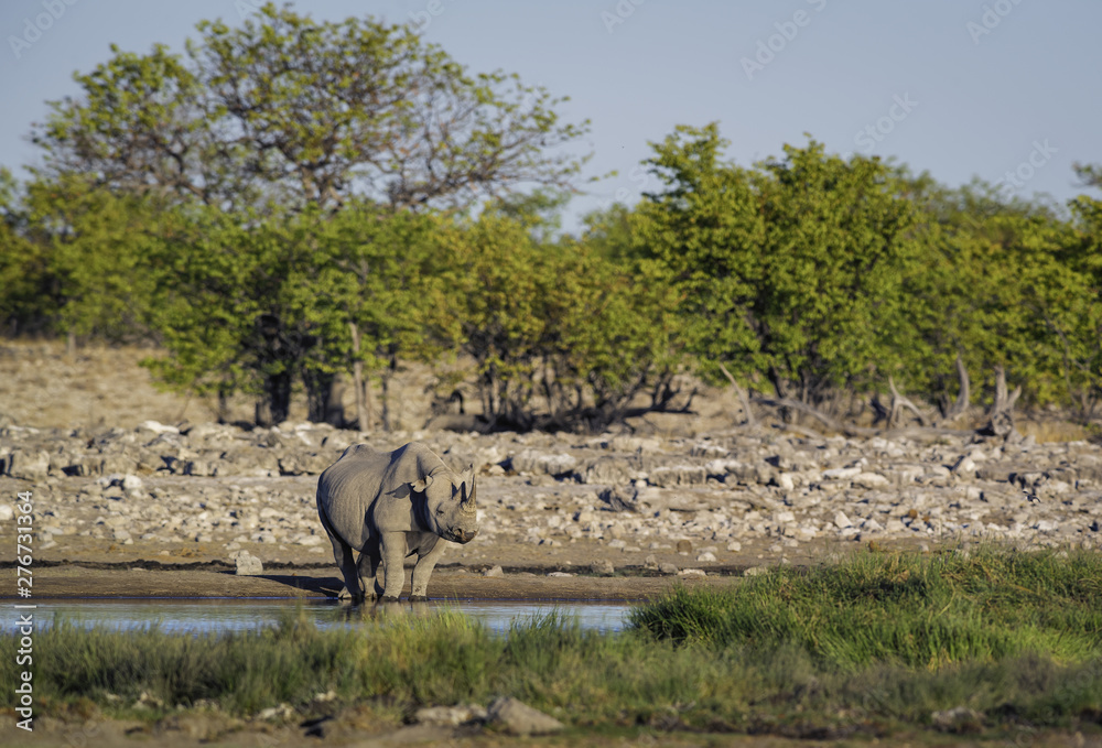 Fototapeta premium Black Rhinoceros - Diceros bicornis, iconic African mammal, critically endangered member of big five. Etosha National Park, Namibia.
