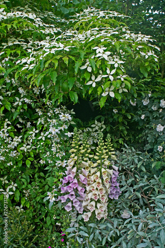 Close up of flower border with flowering Cornus and Digitalis