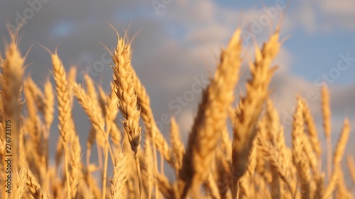 yellow spikes sway in wind. ripe cereal harvest against sky. Beautiful sky with clouds in the countryside over a field of wheat. A huge yellow field of wheat in idyllic nature in golden rays of sunset