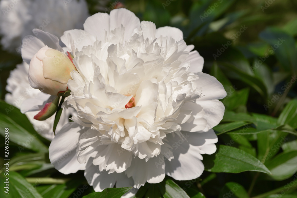 Beautiful blooming white peony flower