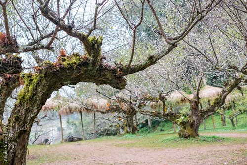 Plum garden at angkhang Station in Chiangmai ,Thailand. photo