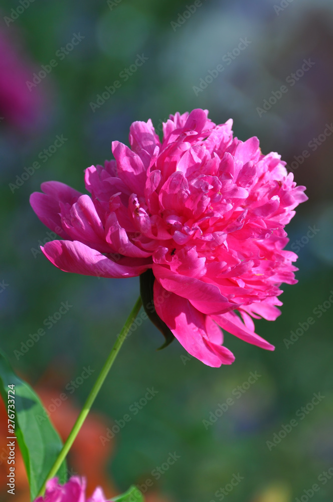 Fototapeta premium Beautiful blooming red peony flower