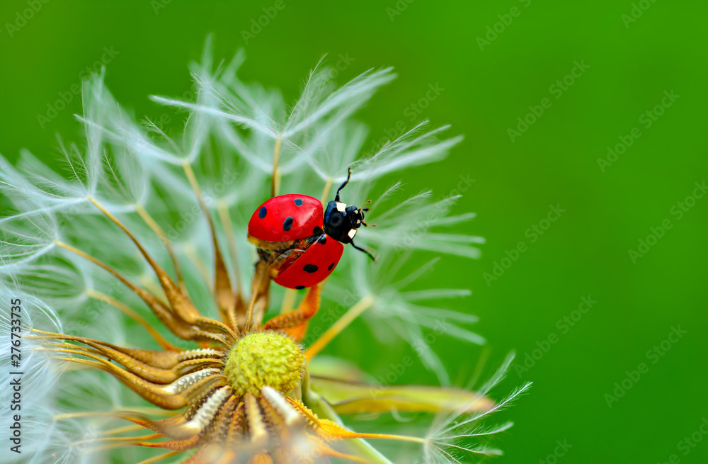 Fototapeta premium Beautiful Ladybug on dandelion defocused background