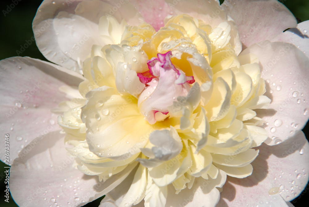Obraz Piękny kwitnący biały peonia kwiat
