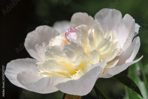 Beautiful blooming white peony flower