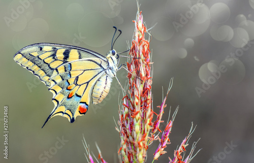 Tableau sur toile Closeup   beautiful butterfly sitting on flower.