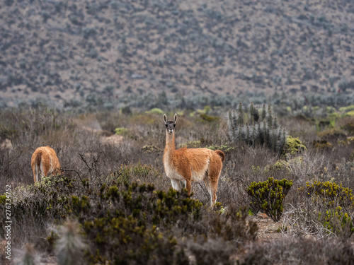 Chile desert guanacos wildlife