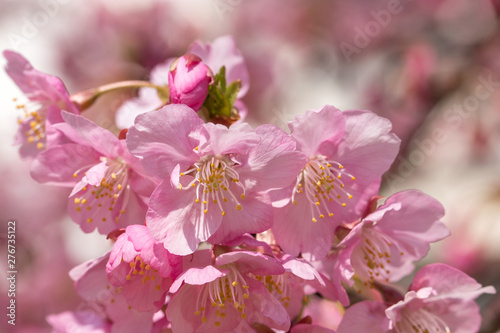 旧中川の河津桜 東京都江戸川区平井