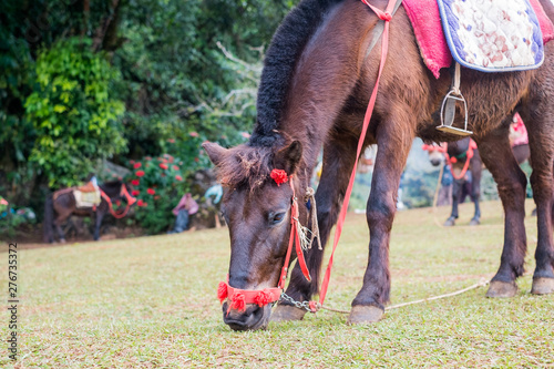 Young horse in Ang Ang Khang Station Chiang Mai, Thailand photo