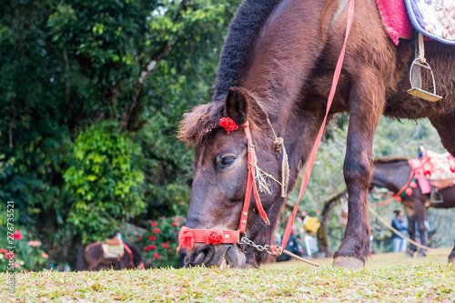 Young horse in Ang Ang Khang Station Chiang Mai, Thailand photo