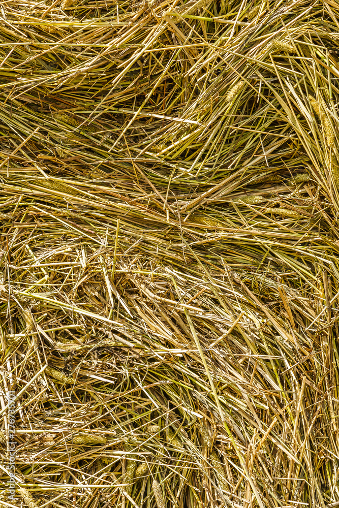 hay pressed into a roll, texture