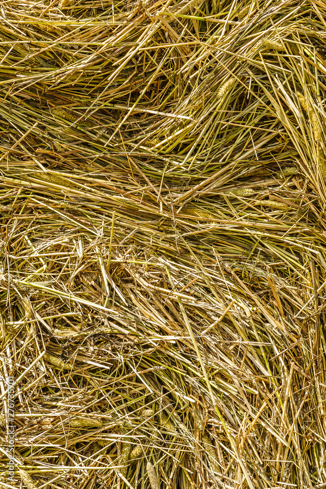hay pressed into a roll, texture hay pressed into a roll, texture