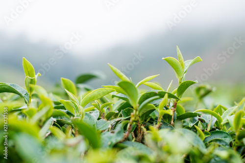 Green tea farm at Doi Angkhang in Chiang mai  Thailand