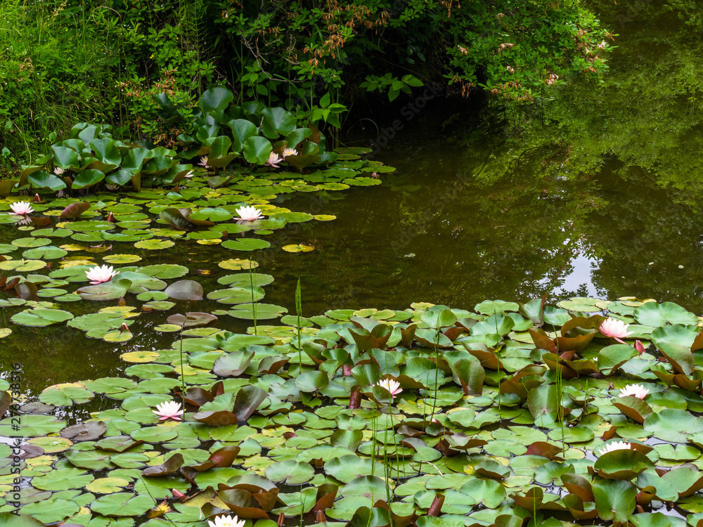 Naklejka premium Closeup blooming water lilies or lotus flowers, with reflecting on the water. Beautiful water plants with reflection in a pond, Link blossom.Summer background.
