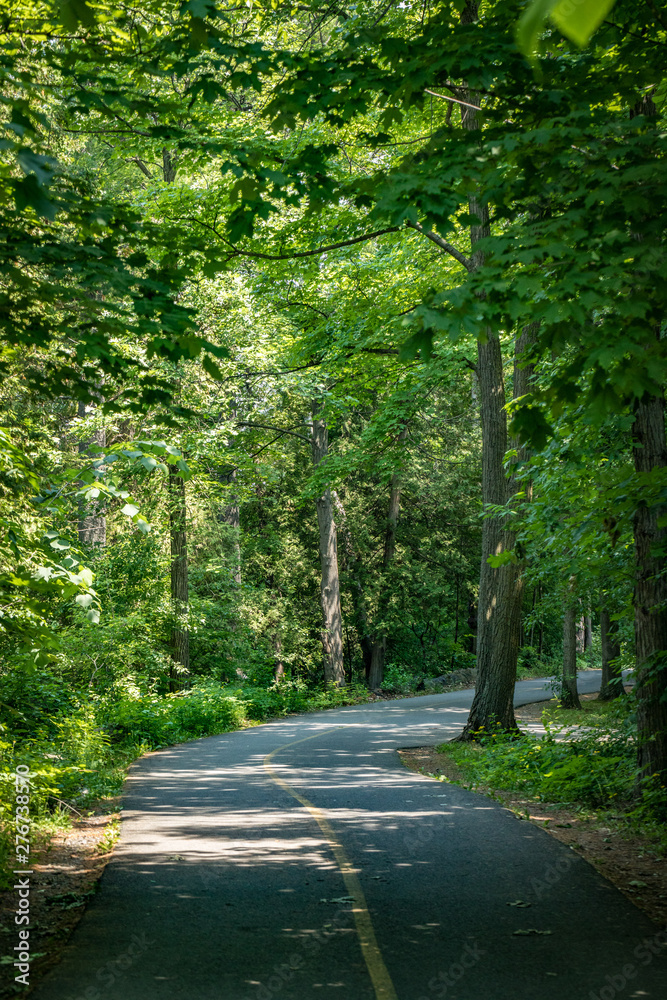 Road through the forest. Road through the forest.
