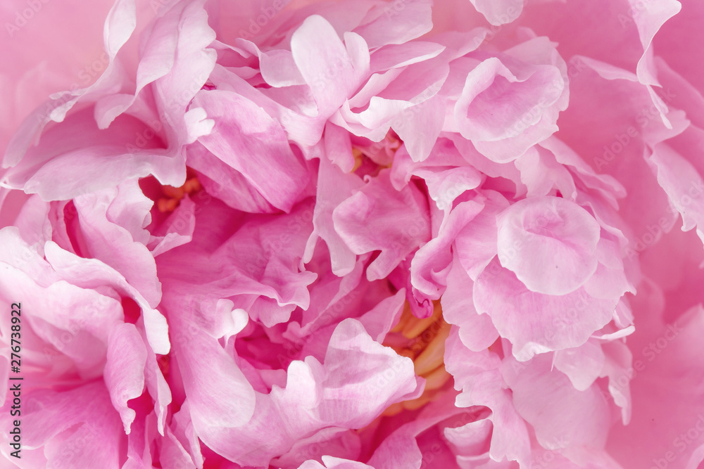 Pion macro. Peony petals close up. Pink gentle soft peony flower. Flower texture top view Pion macro. Peony petals close up. Pink gentle soft peony flower. Flower texture top view