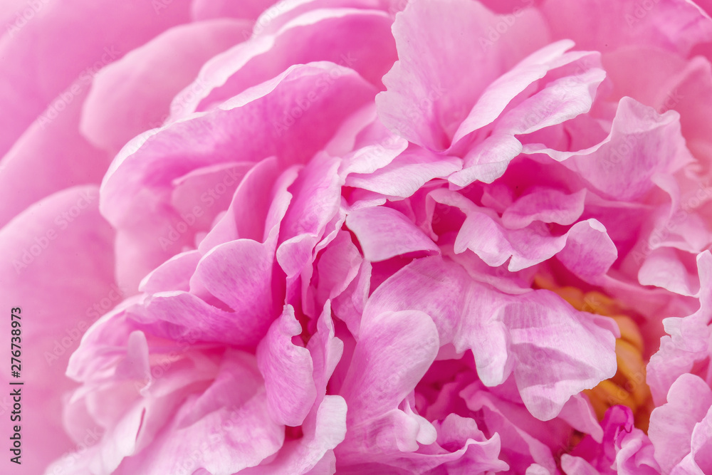 Pion macro. Peony petals close up. Pink gentle soft peony flower. Flower texture top view