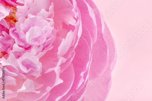 Pion macro. Peony petals close up. Pink gentle soft peony flower. Flower texture top view