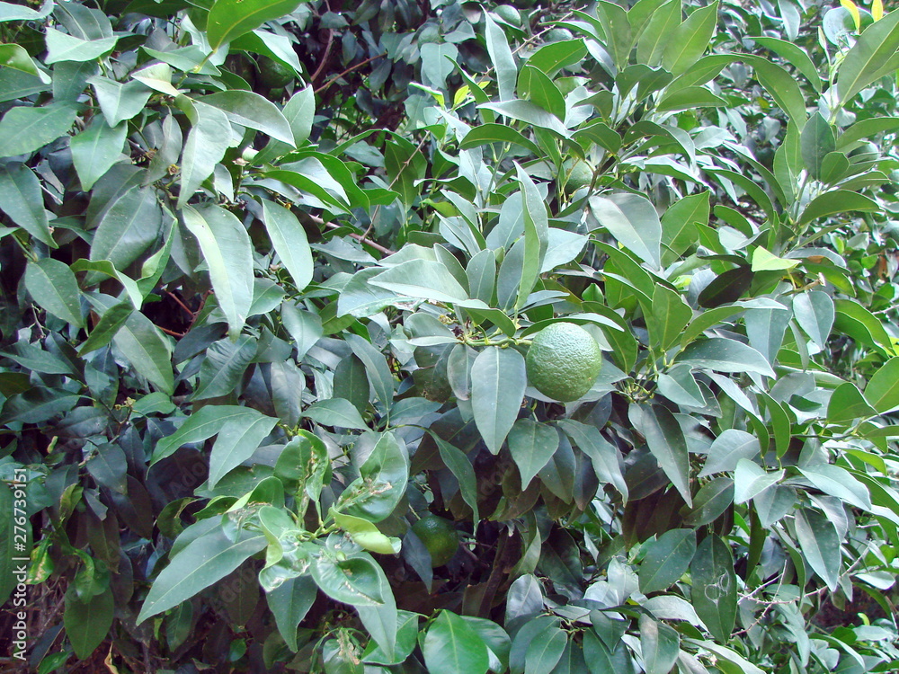 Obraz premium Travelers can not help staying intact to spoil the fragrant green fruits of the lemon tree.