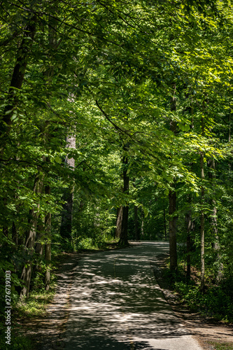 Peaceful path in the forest. © Jean-Claude Caprara