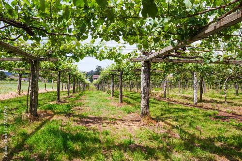 Vineyard in Galicia