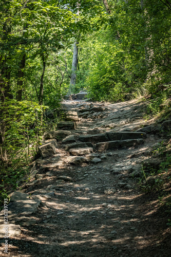 Peaceful path in the forest.