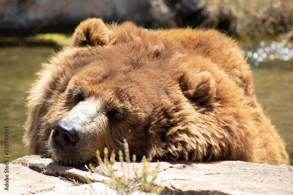 Obraz premium Bear Wildlife