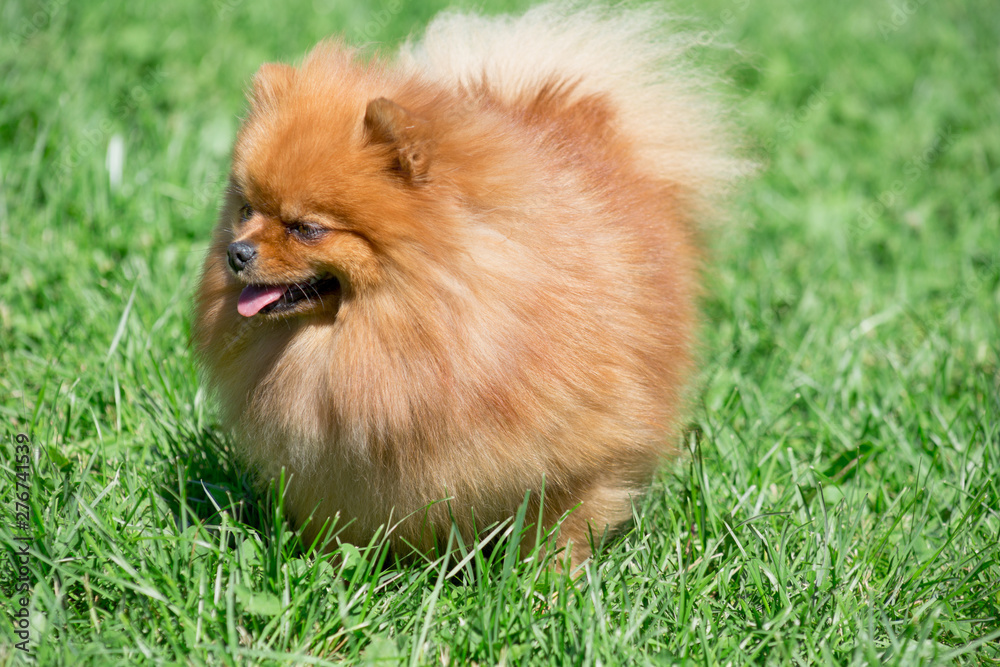 Cute pomeranian spitz puppy is standing on a spring meadow. Deutscher spitz or zwergspitz. Close up. Cute pomeranian spitz puppy is standing on a spring meadow. Deutscher spitz or zwergspitz. Close up.