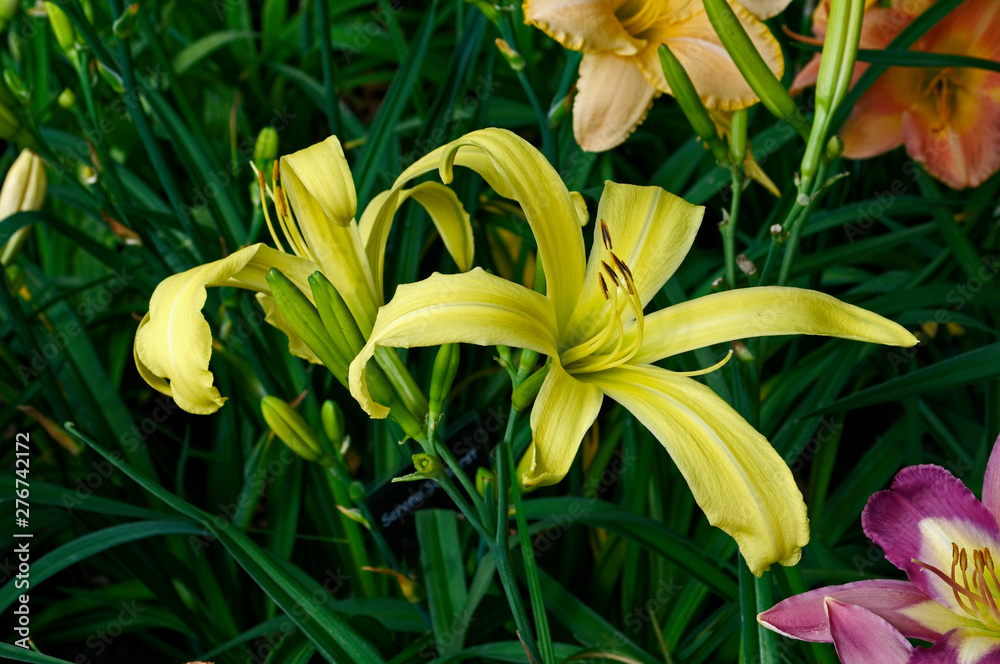 Fototapeta premium Close up portrait of Hemerocallis 'Boney Maroney' in a flower border