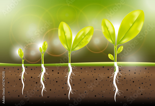 Step of green plant are growing and showing root, leaf and soil of seedling. Growth concept of beginning as infographic Vector illustration