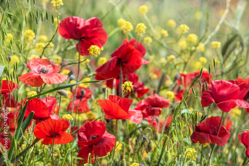 red poppies in spring in the field
