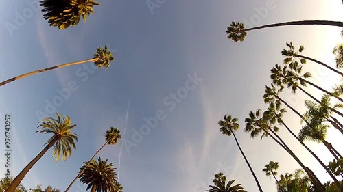 Driving With Camera Looking Up At Beverly Hills California Palm Trees